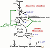 Fat Metabolism Cycle Image