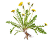 Wild Flower Clipart Image