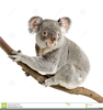 Free Clipart Koala Image