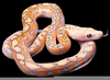 Retic Python Morphs Image