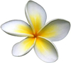 Frangipani Image