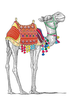 Cute Camel Image