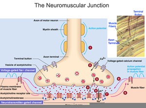 Neuromuscular Junction Diagram Image