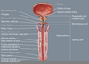 Ureter Anatomy Male Image