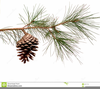 Pine Border Clipart Image