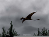 Pterosaur Sightings Image