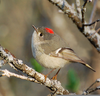 Ruby Crowned Kinglet Image