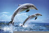 Submarine Dolphins Clipart Image