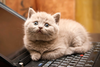 Cat Wants To Tell You Laptop Image