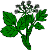 Heraculeum Lanatum Clip Art