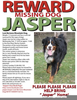 Jasper Missing Dog Image