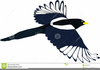 Magpie Clipart Image