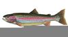 Clipart Trout Image