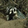 Badger Icon Image