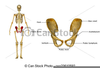 Pelvis Clipart Image