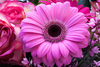 Gerbera Image