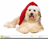 Bichon Clipart Free Image