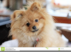 Cute Pomeranian Puppy Image