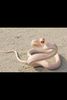 Albino Black Mamba Image