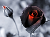 Dying Roses Black Image