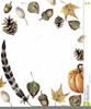 Free Fall Acorn Clipart Image