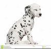 Dalmatian Clipart Image