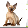 Devon Rex Clipart Image