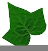 Poison Ivy Clipart Image