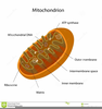 Free Mitochondria Clipart Image