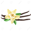 Clipart Vanilla Extract Image