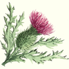 Scotch Thistle Clipart Image