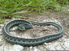 Blue Garter Snake Image