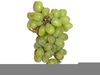 Grapevine Clipart Free Image