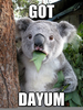 Funny Koala Pictures Image