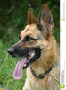 Clipart German Shepherd Image