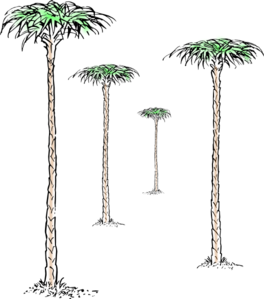 Palm Trees Clip Art