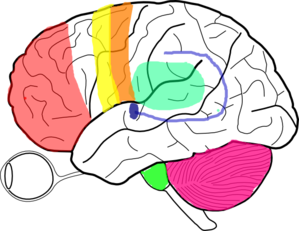 Brain Clip Art