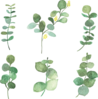 Eucalyptus Clip Art