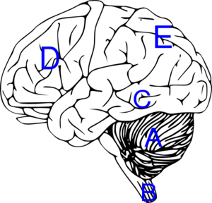Brain With Labels Clip Art