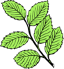 Leaves Light Clip Art