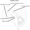 Inside View Brain Clip Art