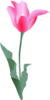 Tulip Clip Art