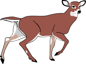 Deer Clip Art