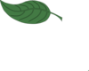 Green Leaf Clip Art