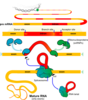 Mrna Splicing Clip Art