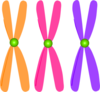 Chromosomes Clip Art