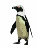 Jackasspenguin Clip Art