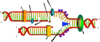 Blank Dna Replication Clip Art