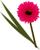 Gerbera Fucsia  Clip Art