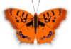 Orange Butterfly Clip Art